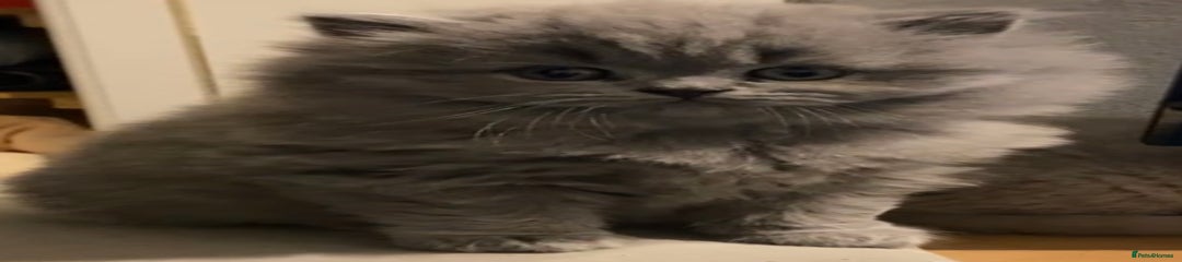 British Longhair Kitten 1