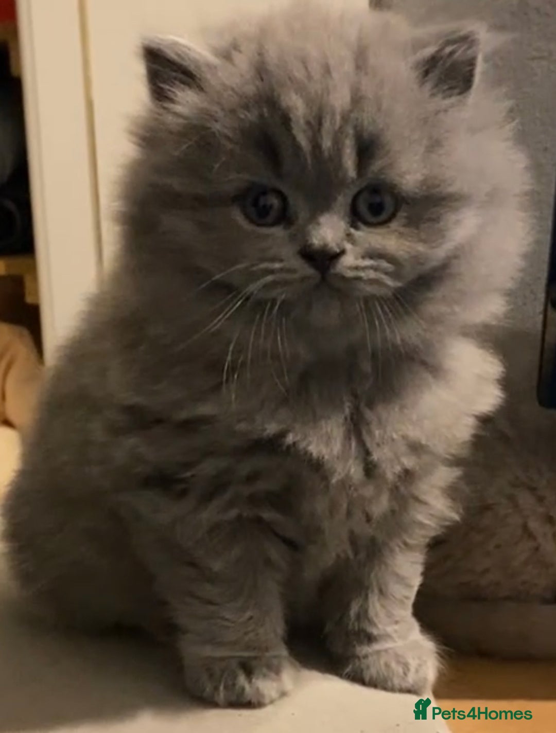 British Shorthair cats for sale: GCCF reg British Shorthair and Longhair Kitten’s  - Advert 2