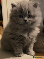 British Shorthair cats GCCF reg British Shorthair and Longhair Kitten’s - Advert 1