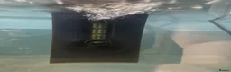Axolotl reptiles for sale: Female axolotl for sale - Advert 4