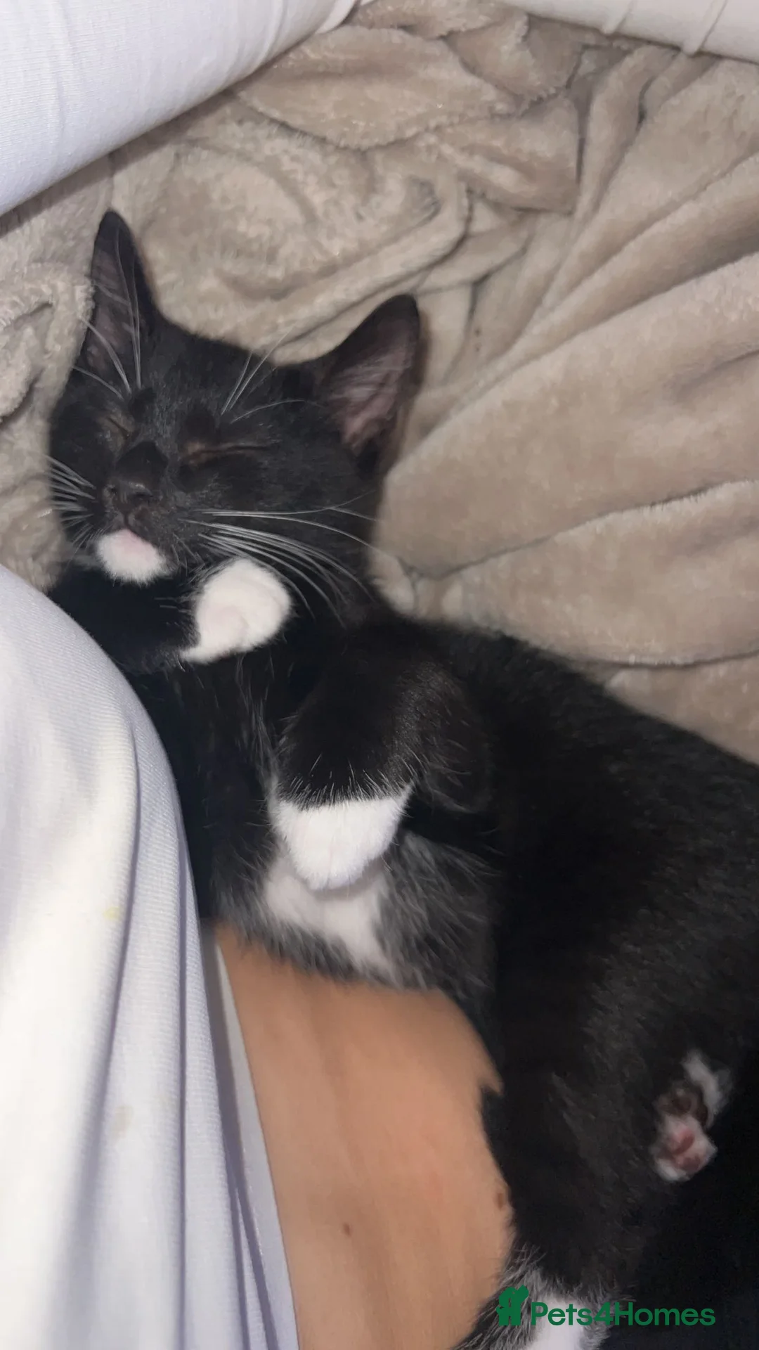 British Shorthair cats for sale: tom and jerry in Newbury - Advert 5