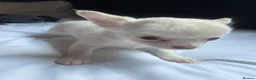 Chihuahua dogs for sale: Chihuahua pups in Kingston upon Thames - Advert 6