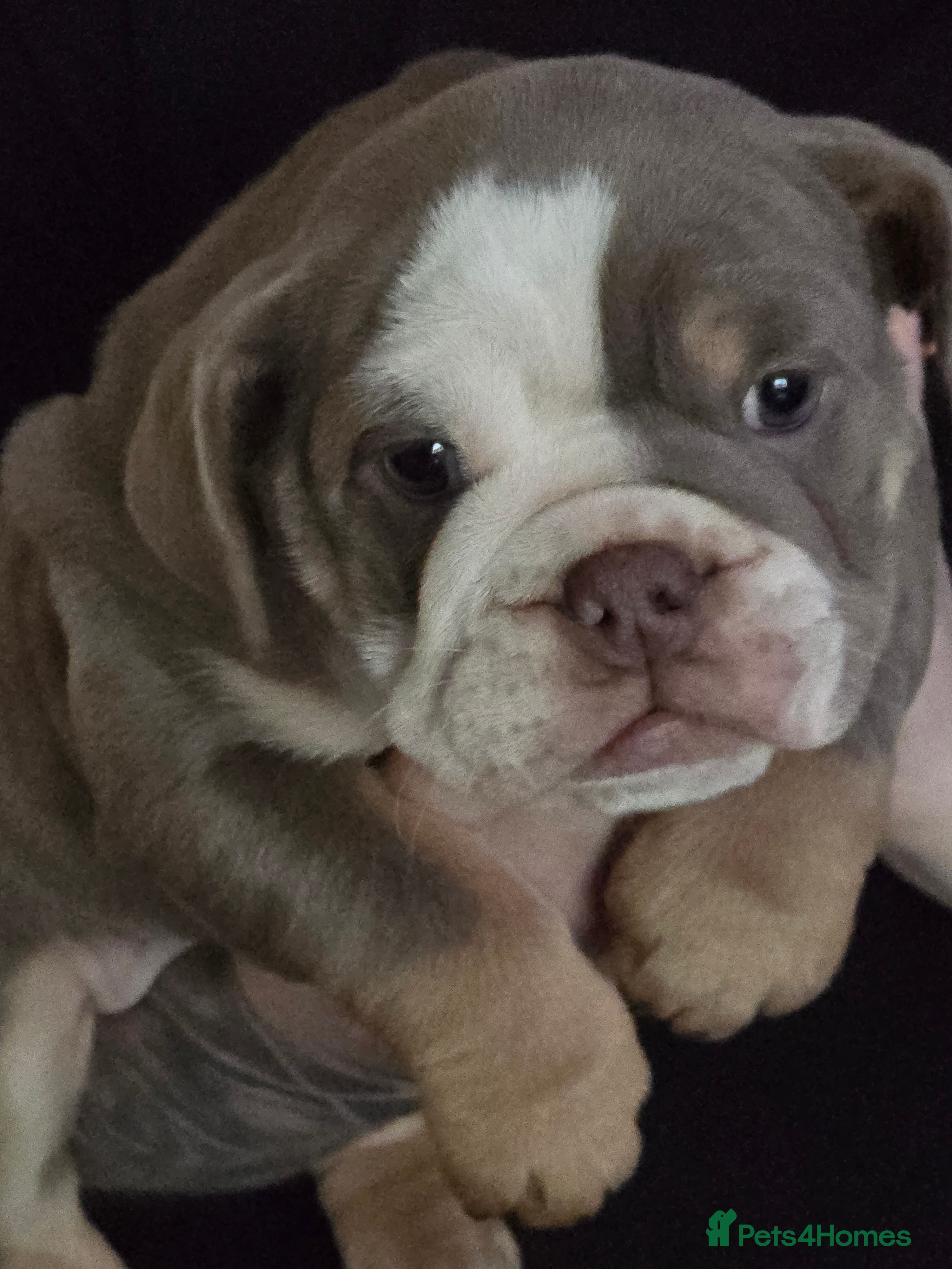 English Bulldog dogs English bulldog girls ready now - Advert 15