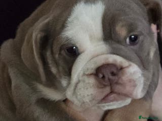 English Bulldog dogs English bulldog girls ready now - Advert 15