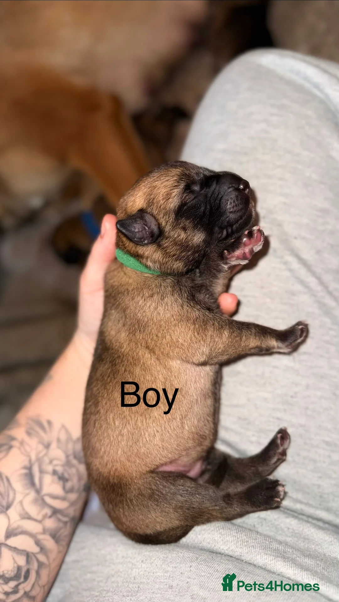 Mixed Breed dogs for sale: Incredible Belgian MalinoisxGerman shepherd pups - Advert 2