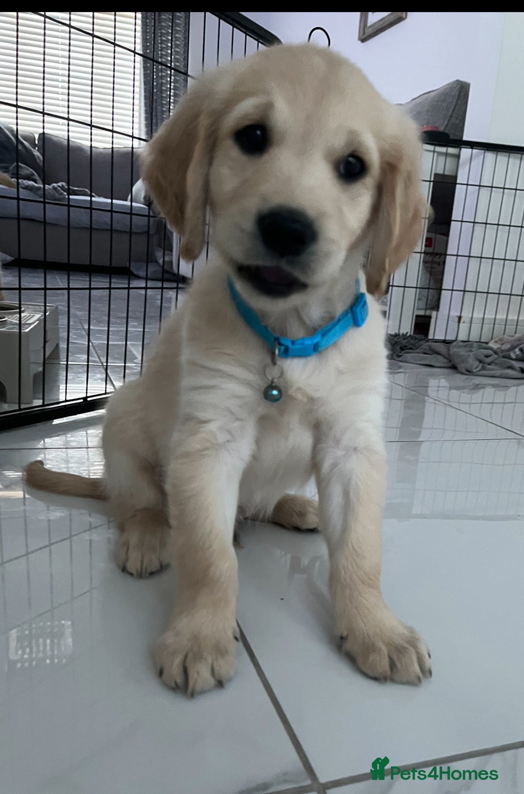 Golden Retriever dogs for sale: Golden retriever  - Advert 27