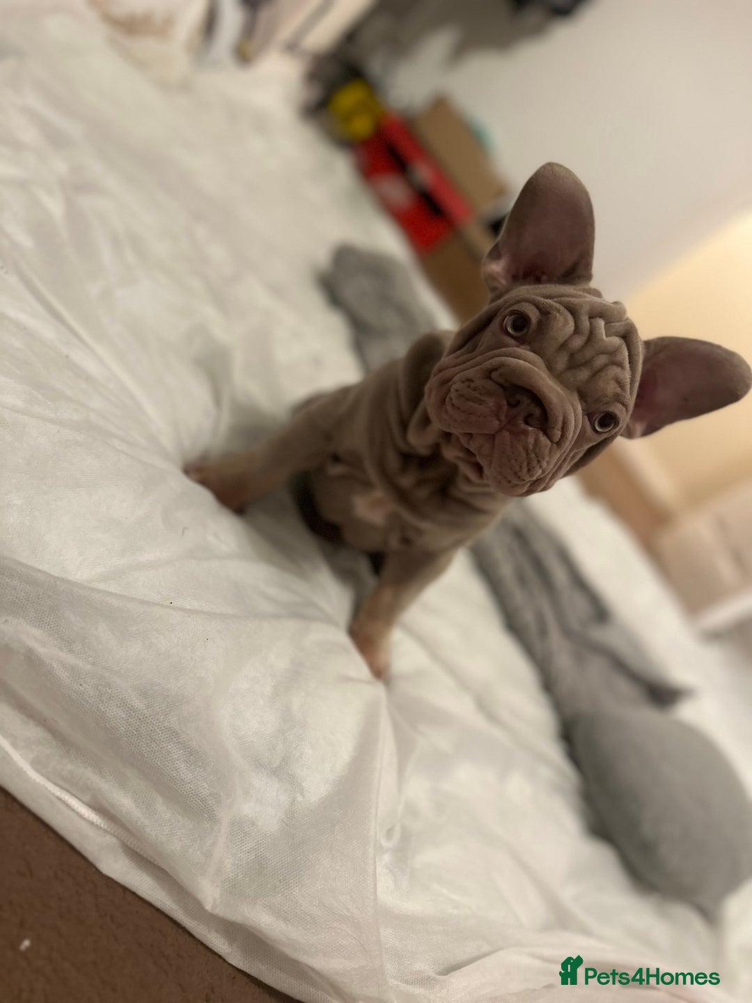 French Bulldog dogs for sale: Velvet big rope  new shade for French bulldog  - Image 6
