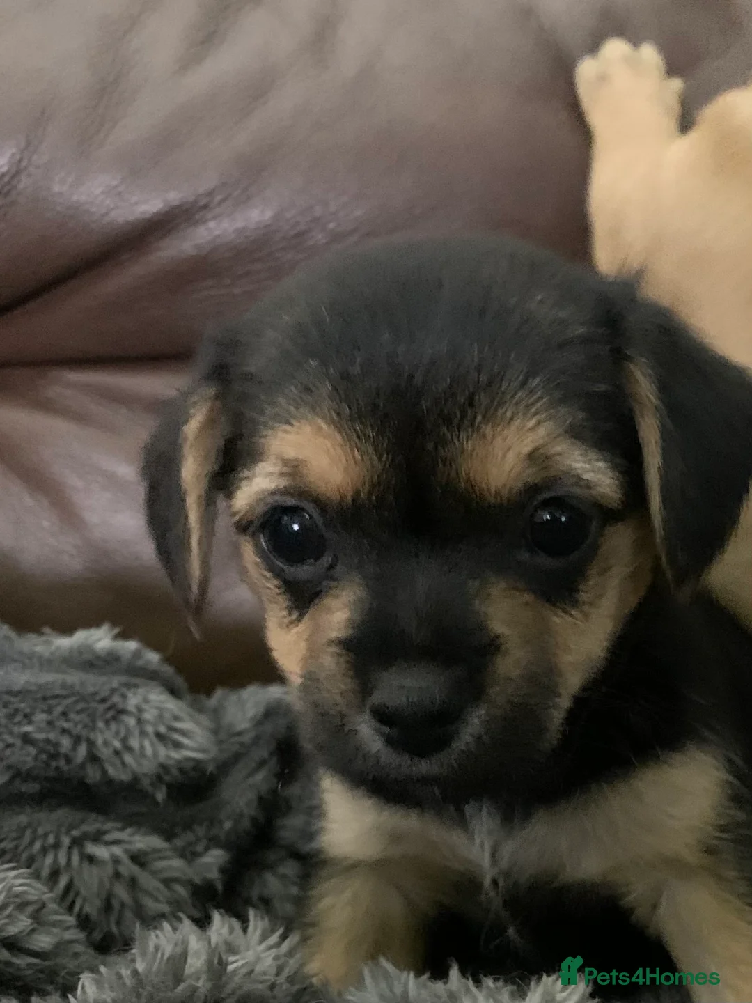 Mixed Breed dogs for sale: BEAUTIFUL BORDER JACK PUPPIES - Advert 3