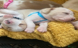 Beagle dogs for sale: Beautiful pedigree beagle pups - Image 8