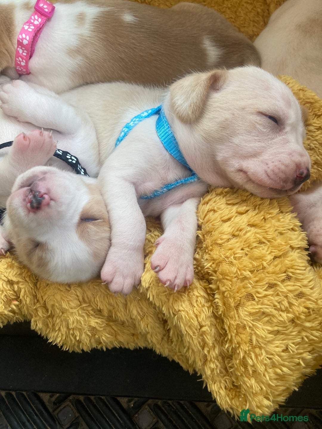 Beagle dogs for sale: Beautiful pedigree beagle pups - Image 8