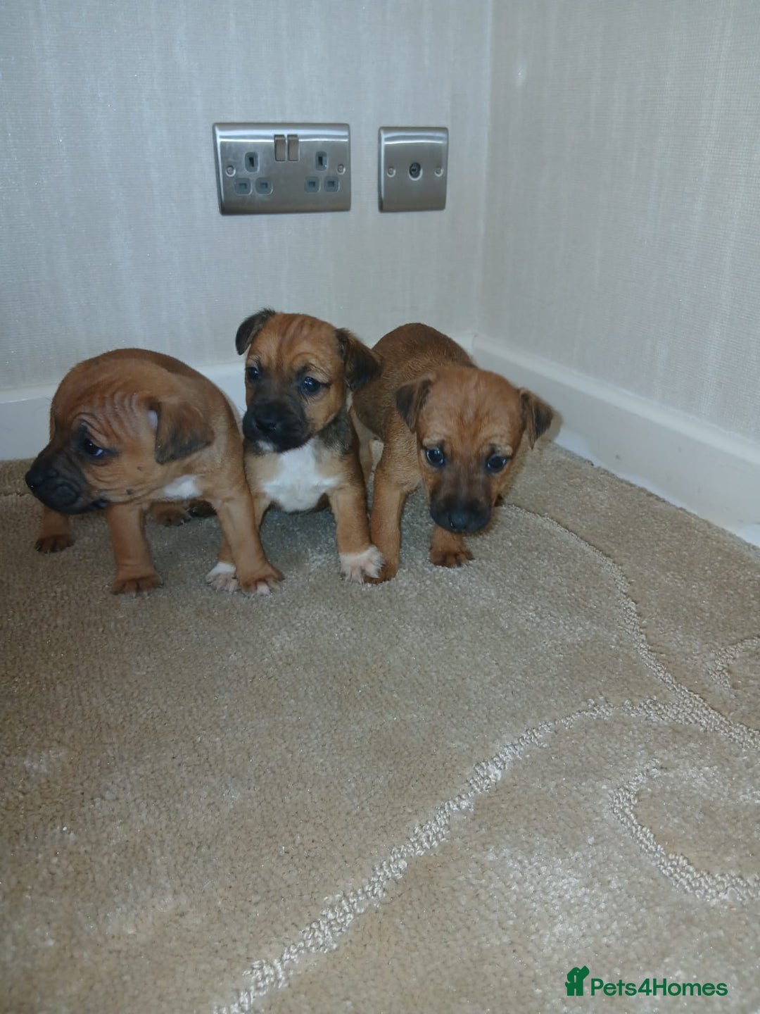 Border Terrier dogs for sale: Stunning border terrier puppies  - Advert 7