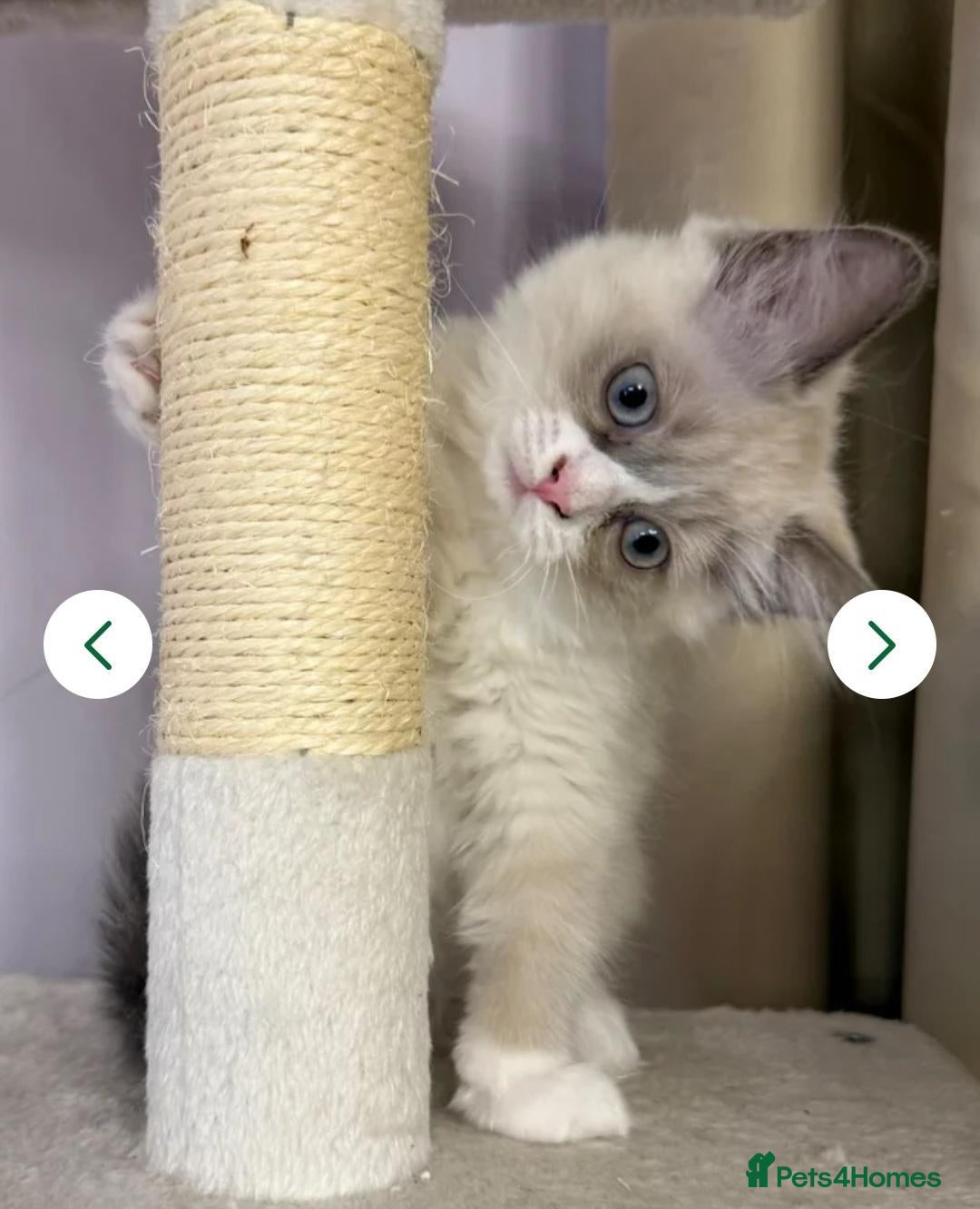 Ragdoll cats Rehoming little Misty - Advert 2