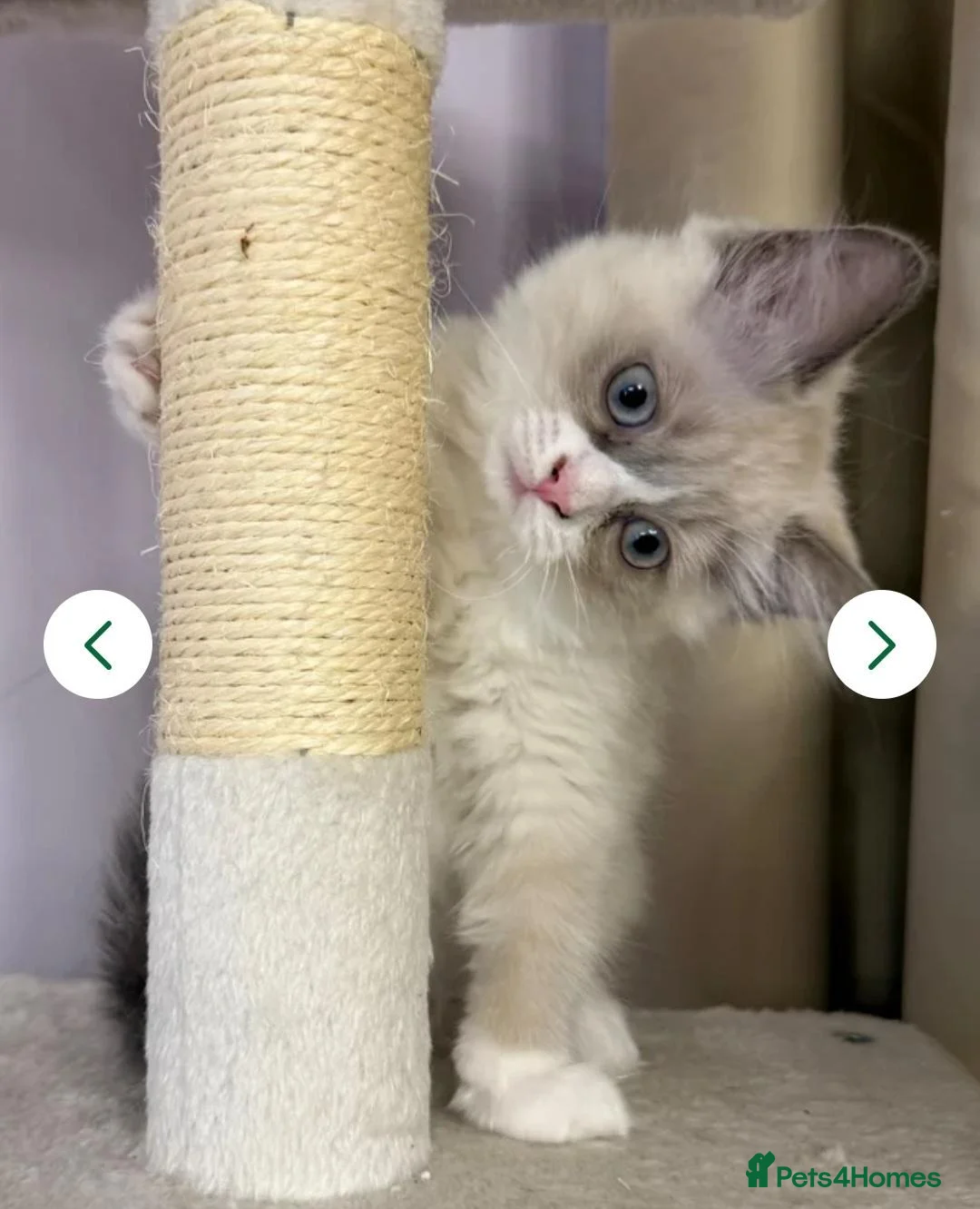 Ragdoll cats for sale: Rehoming little Misty in Colchester - Advert 1