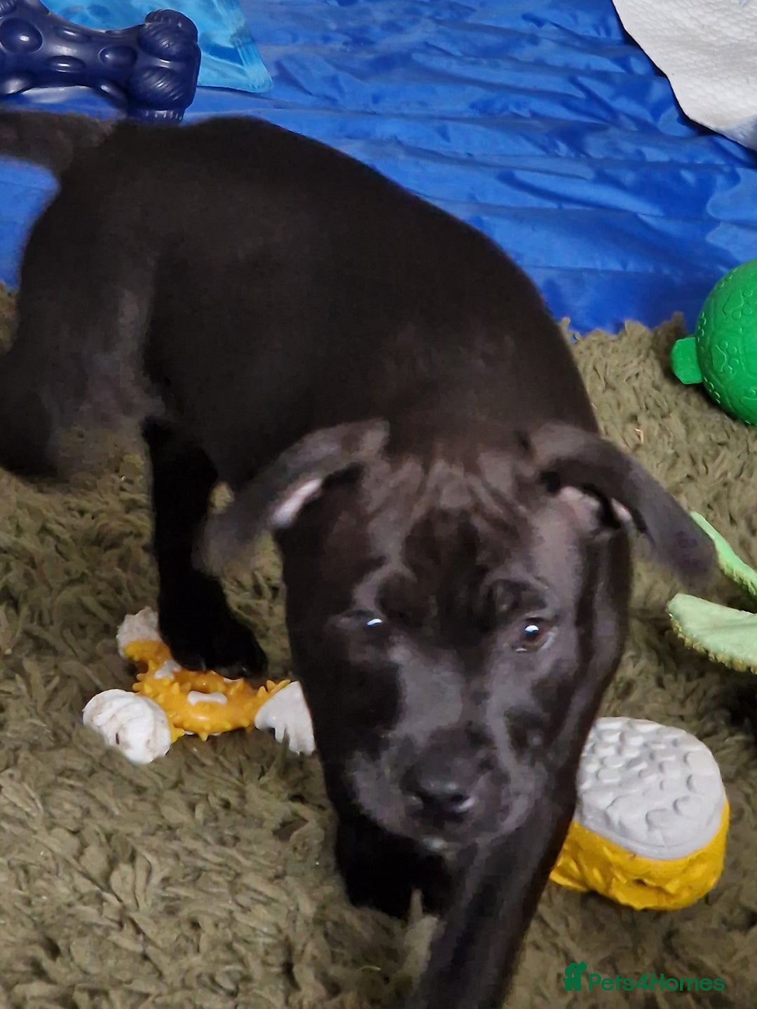 Staffordshire Bull Terrier dogs for sale: Beautiful Staffy Girl - Image 10