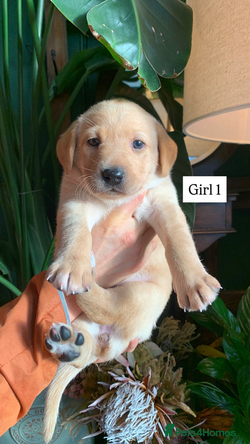 Labrador Retriever dogs Gorg KC reg labradors with Royal lineage - Advert 1