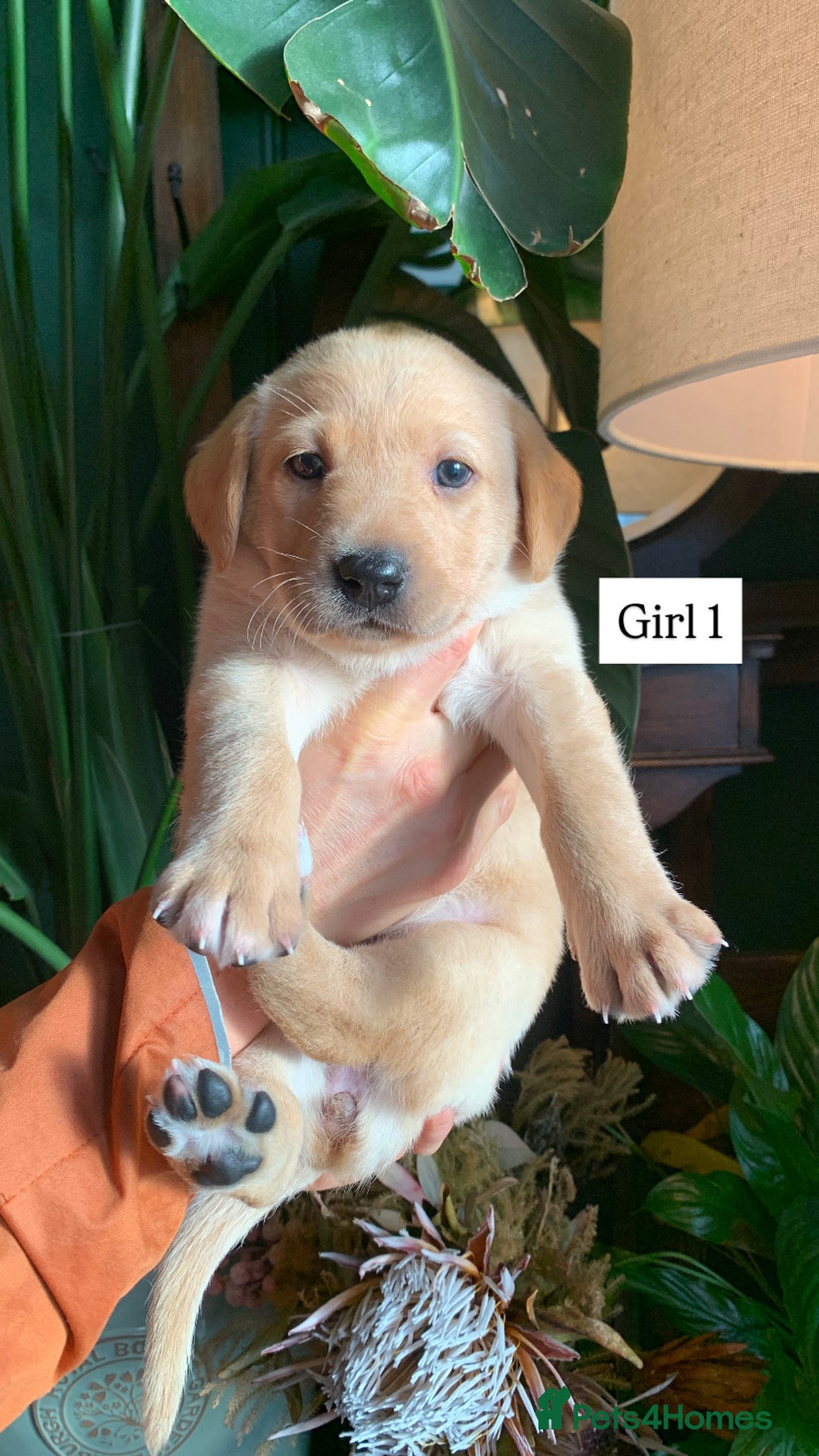 Labrador Retriever dogs for sale: Gorg KC reg labradors with amazing lineage - Advert 2