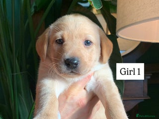 Labrador Retriever dogs Gorg KC reg labradors with Royal lineage - Advert 3