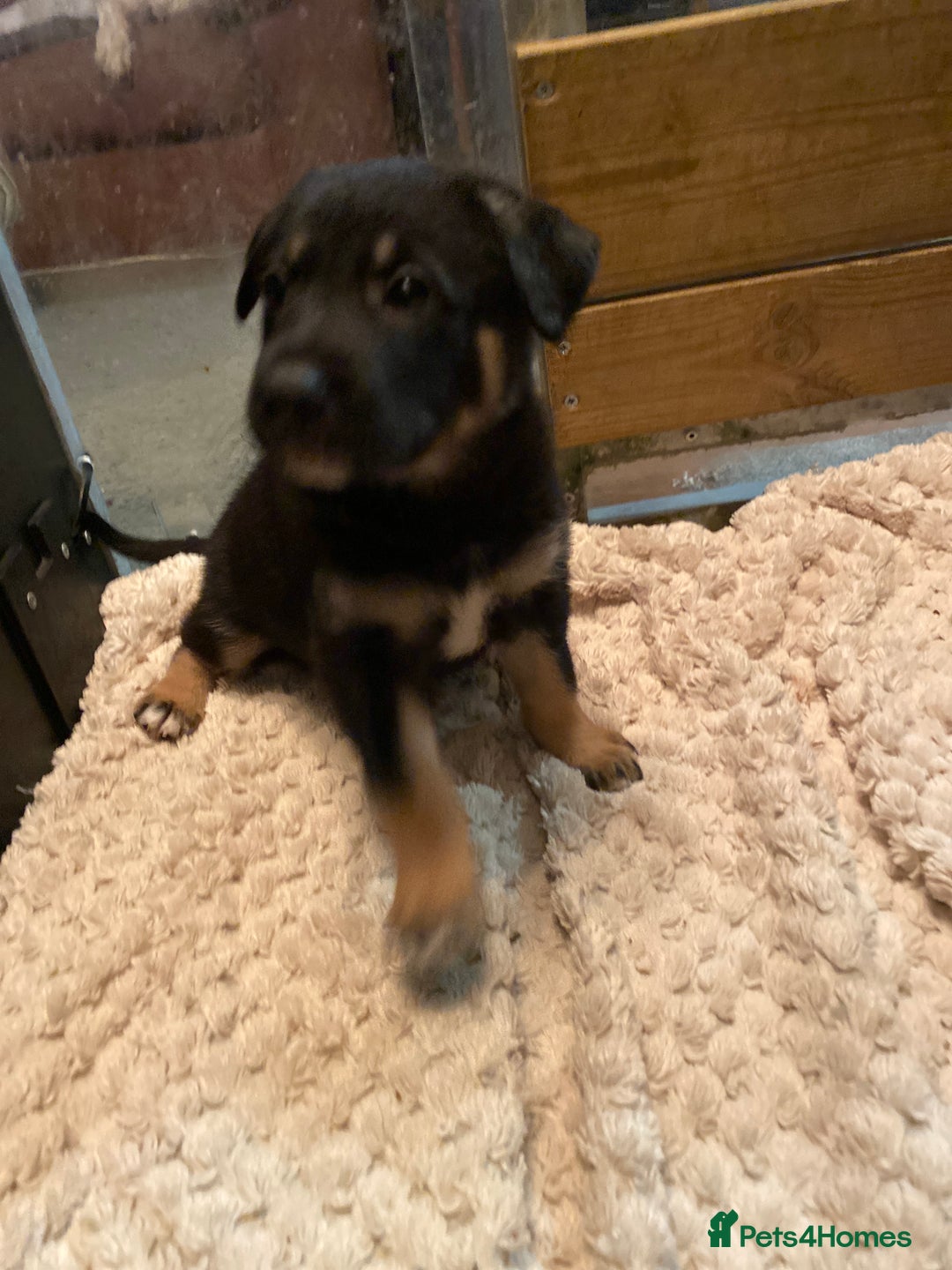 German Shepherd dogs for sale: Outstanding German shepherd pups  - Advert 24