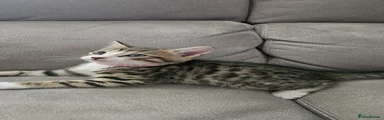 Bengal pink