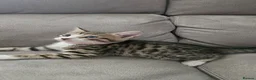 Bengal cats for sale: Bengal kittens - Advert 2