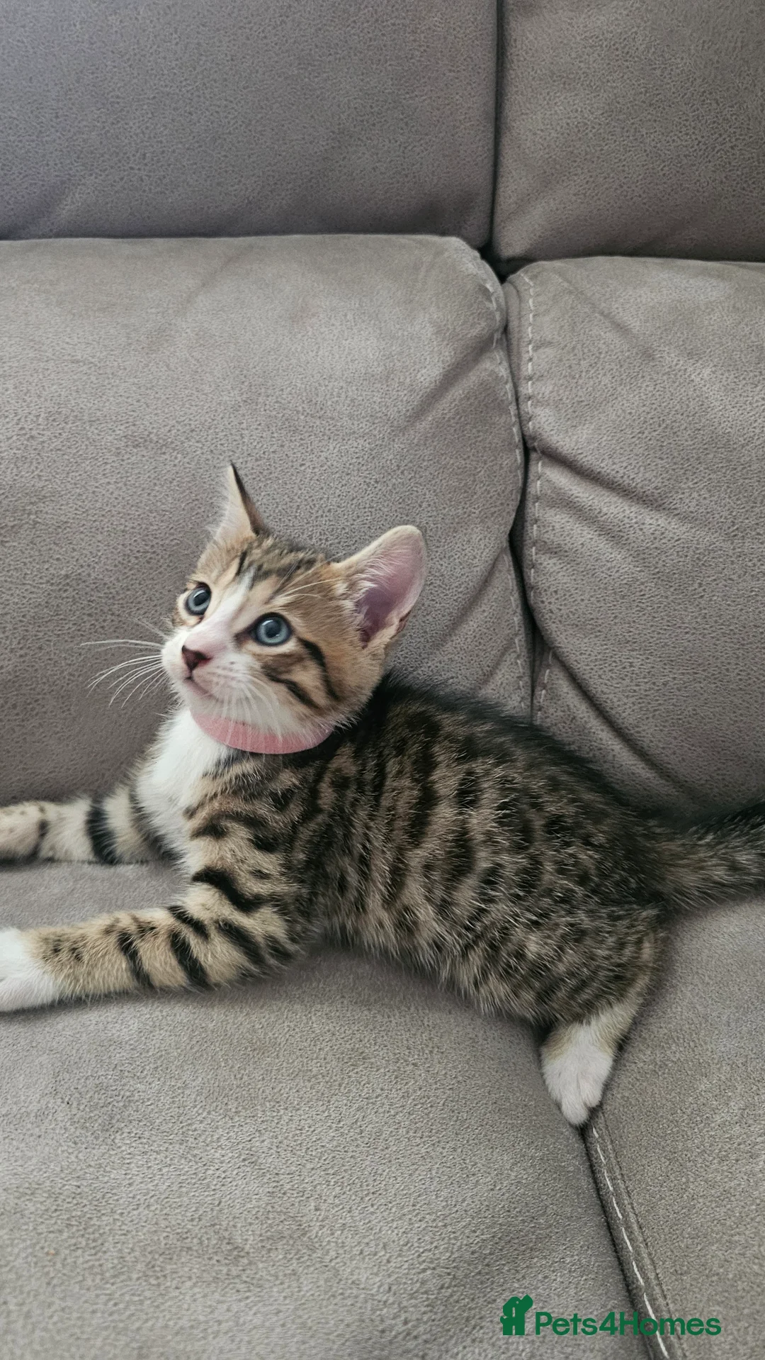 Bengal cats for sale: Bengal kittens - Advert 2