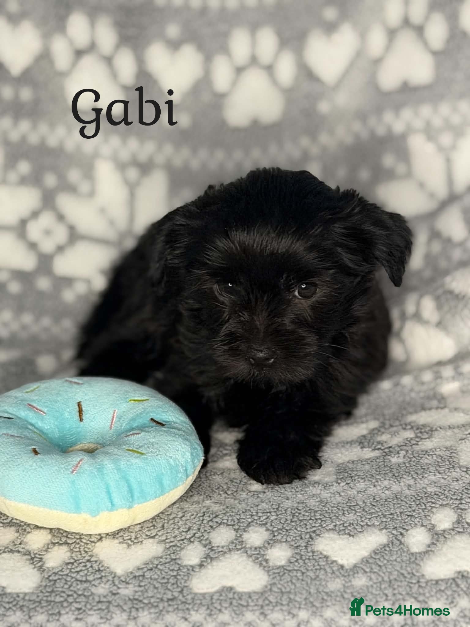 Yorkshire Terrier dogs Girls-Black Gorgeous Yorkshire Terrier-Ready 14.08 - Advert 3