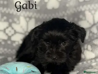 Yorkshire Terrier dogs Girls-Black Gorgeous Yorkshire Terrier-Ready 14.08 - Advert 3