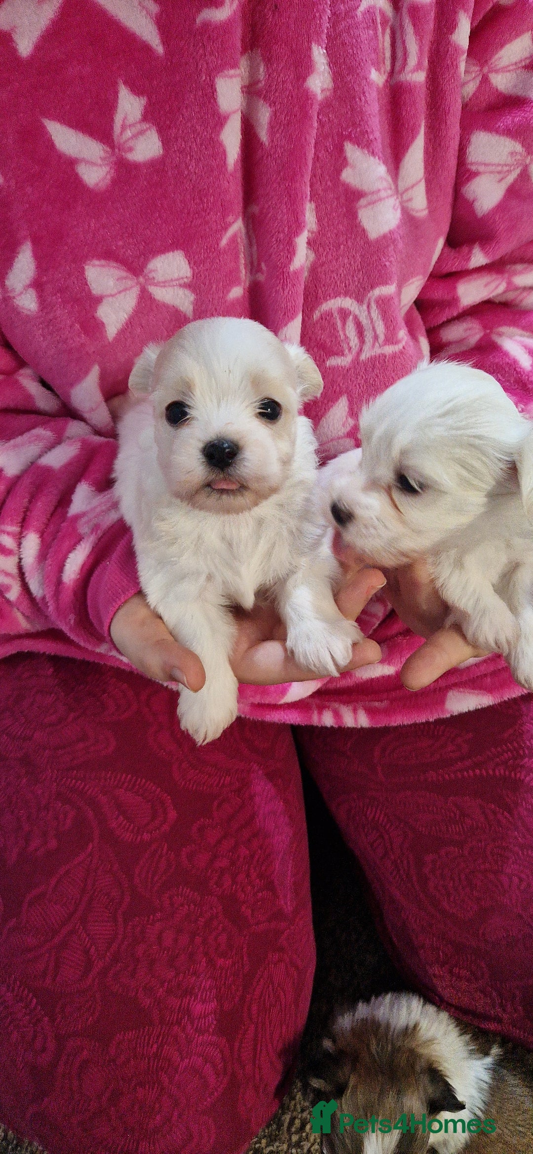 Mixed Breed dogs for sale: Bichon havaneze! - Advert 3