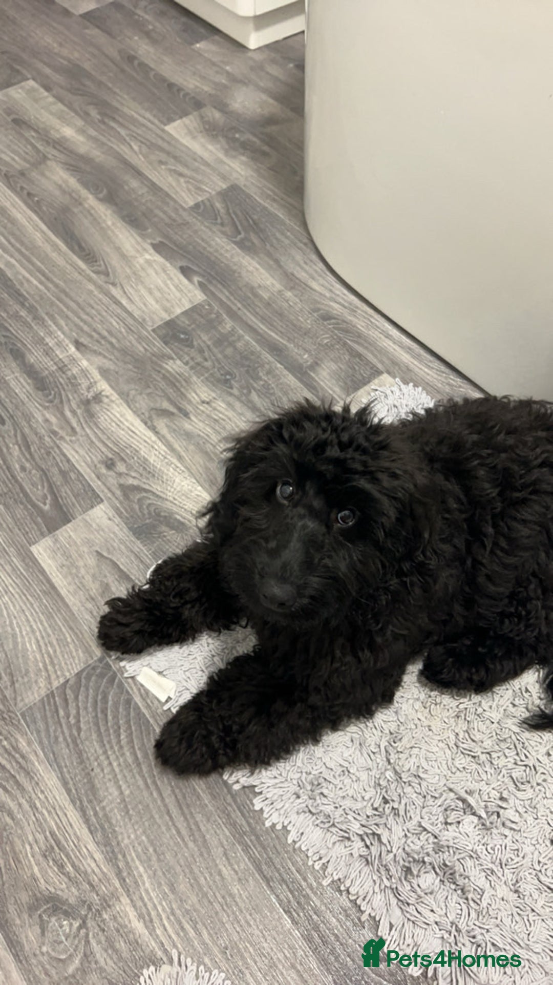 Cockapoo dogs for sale: Miniature cockerpoo, Bonnie - Image 3