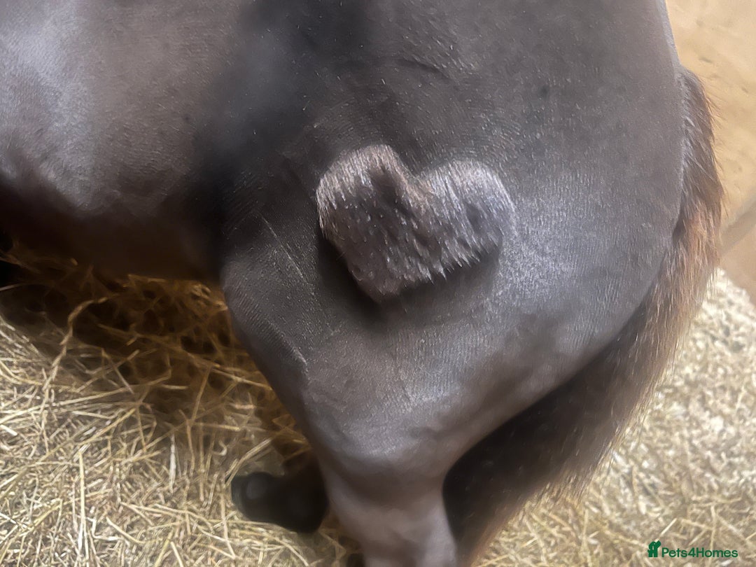 Shetland pony horses for sale: Miniature Shetland  - Image 10