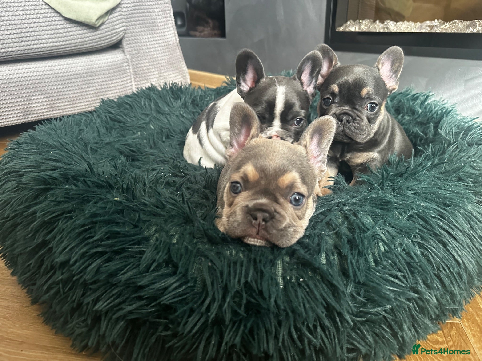 French Bulldog dogs ✨ Exceptional French Bulldog Puppies ✨ - Advert 6