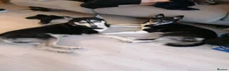 Siberian Husky dogs for stud: Husky Stud  - Advert 25