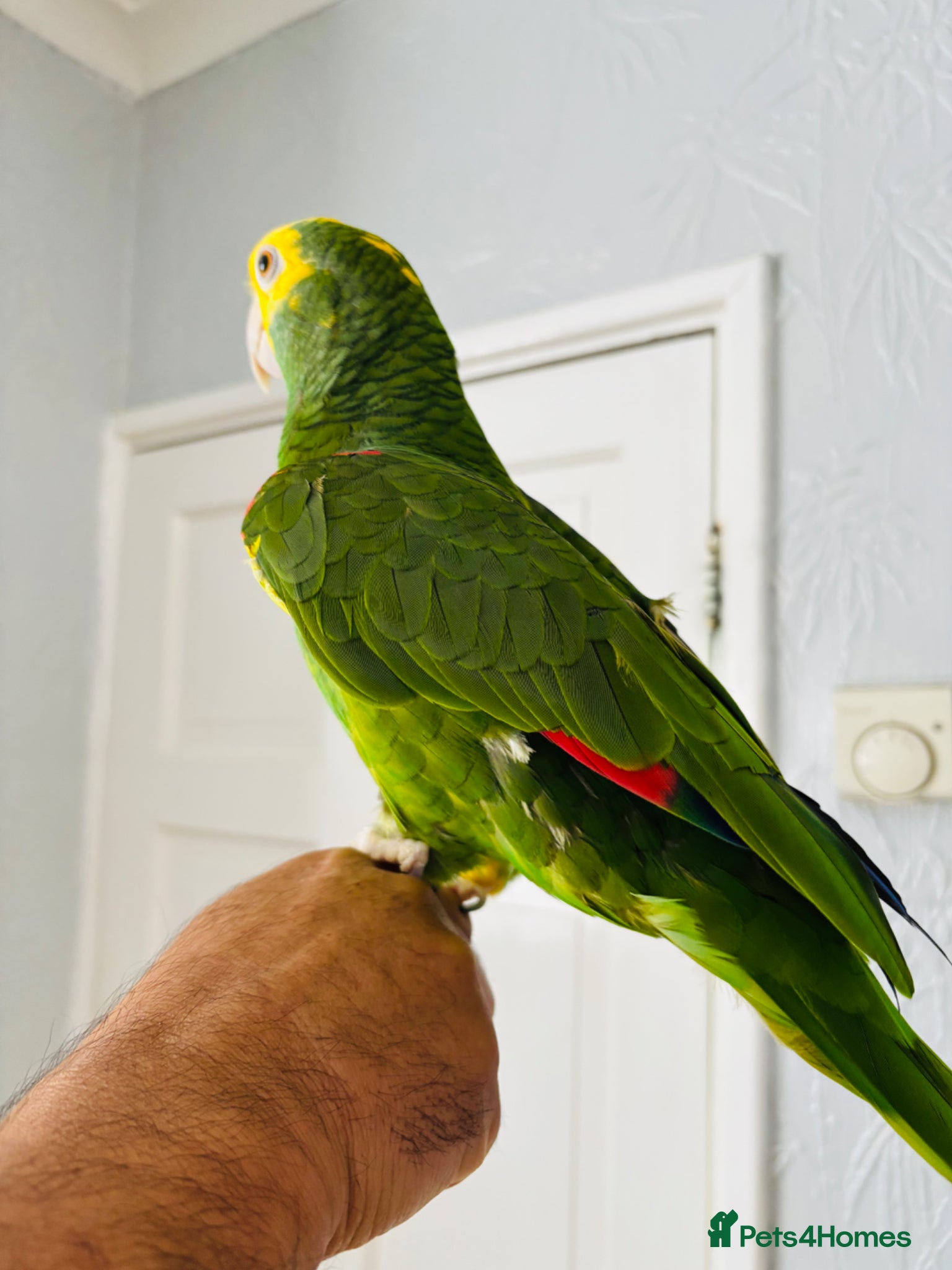 Parrots birds Yellow Headed Amazon - Advert 15