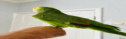 Parrots birds for sale: Yellow Headed Amazon in Stoke-on-Trent - Advert 3