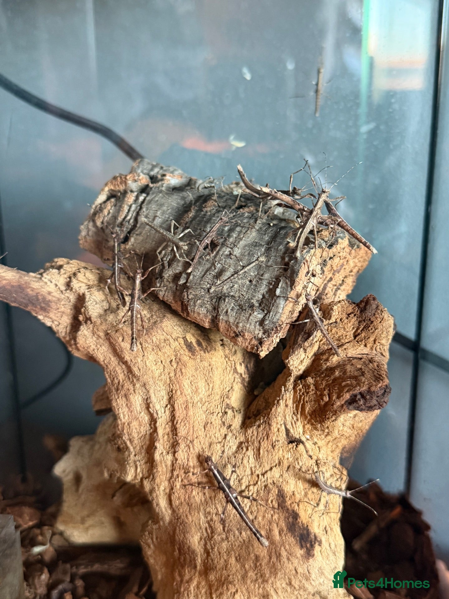 Stick Insects invertebrates Sunny Stick Insects - Advert 2