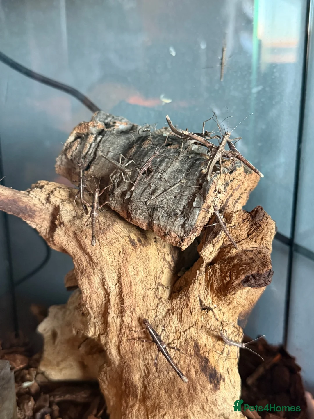 Stick Insects invertebrates for sale: Sunny Stick Insects - Advert 1