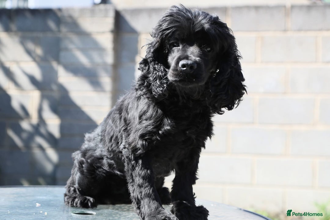 Pomeranian dogs for sale: Beautiful Cocker Spaniel male for sale  - Image 1