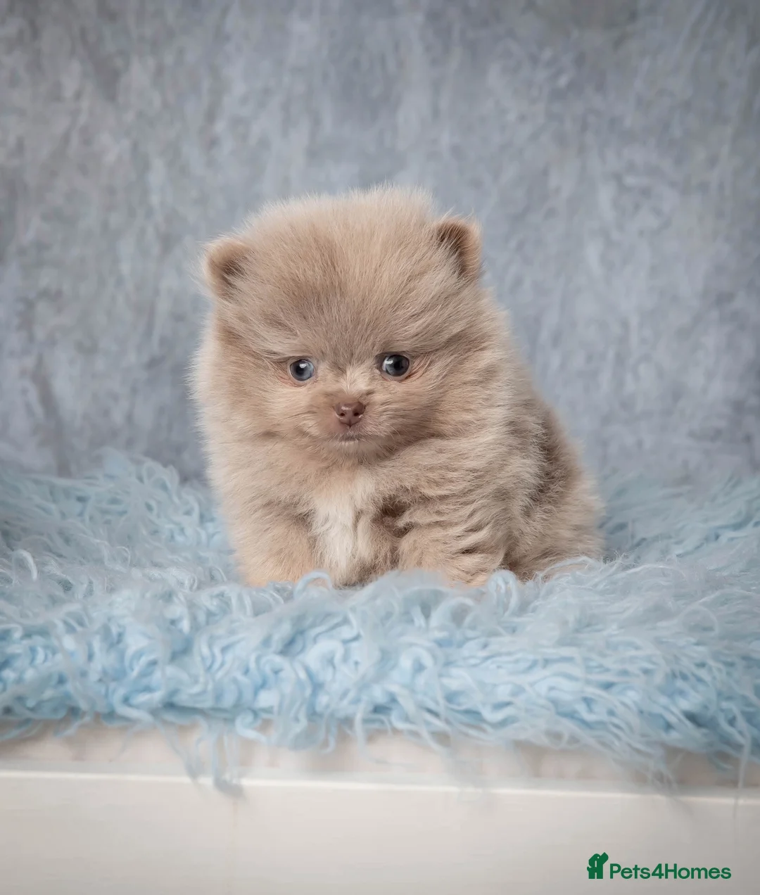 Pomeranian dogs for stud: 🏆 LOTS of champion lines, tiny teddy bear 🧸 in Leeds - Advert 33