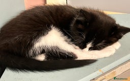 Mixed Breed cats for sale: Gorgeous, playful little kittens - Image 17