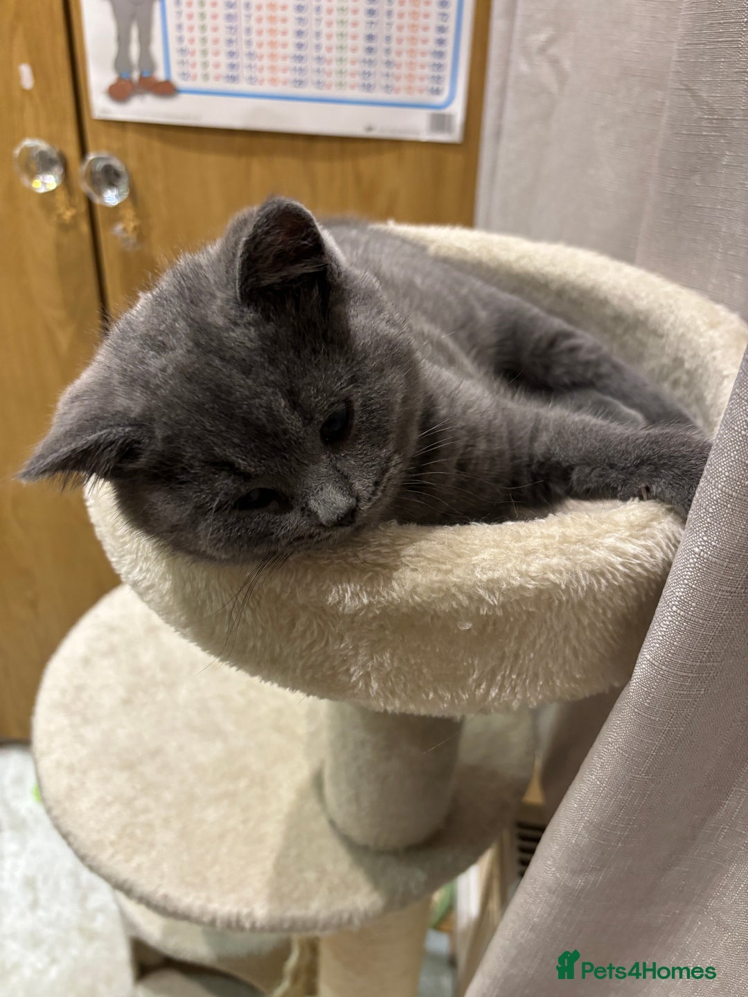British Shorthair cats for sale: British shorthair kittens for sale - Advert 6