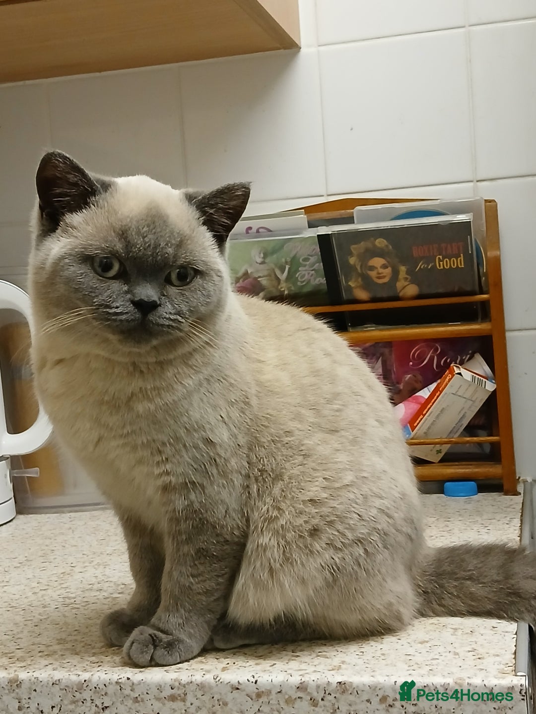 British Shorthair cats for sale: STUNNING LILAC BLUE BHS YOUNG FEMALE CAT - Advert 2