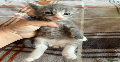 Mixed Breed cats - Advert 10