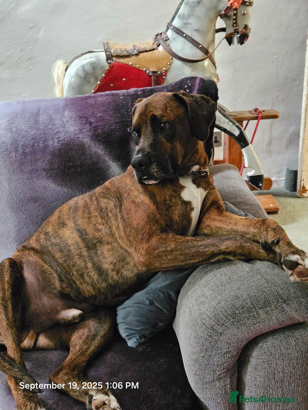 Mixed Breed dogs for sale: Alapaha blue blood Bulldog cross Doberman - Advert 3