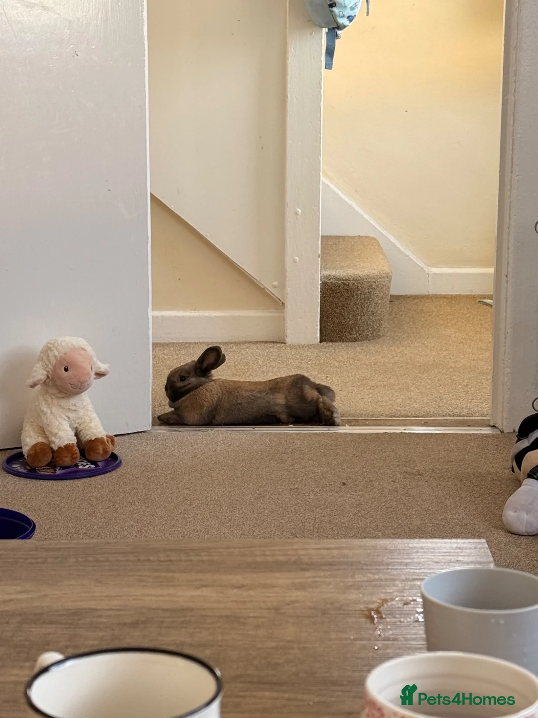 Mini Lop rabbits for sale: Mini Lop in Torpoint - Advert 2