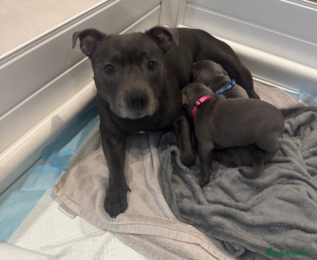 Staffordshire Bull Terrier dogs for sale: Champion sired blue Staffy pups - Image 12
