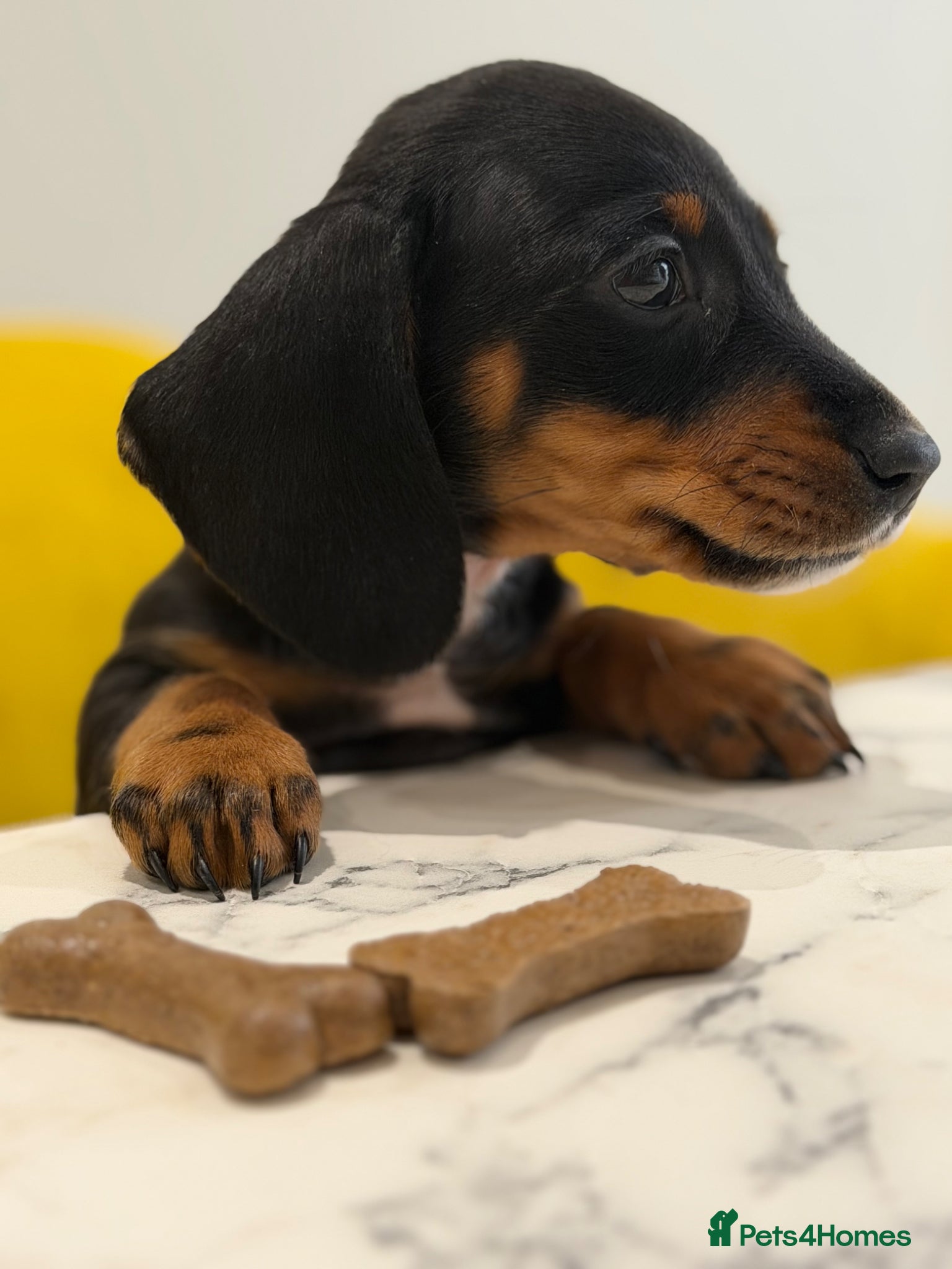 Miniature Dachshund dogs Super Miniature dachshund for sale 🦴🐶🐾🐾 - Advert 1