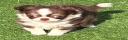 Chihuahua dogs for sale: Amazing tiny long coat girl puppy  - Advert 11
