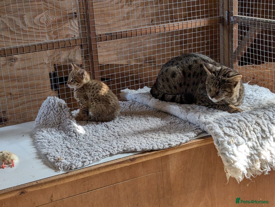 Savannah cats for sale: Tica reg  Savannah F3 HP - Image 4