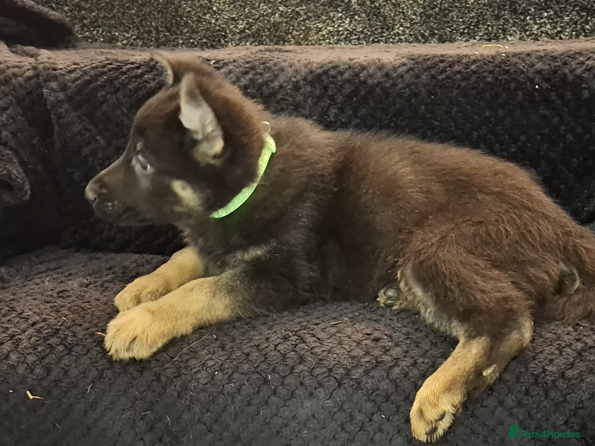 German Shepherd dogs Beautiful German Shepherd Puppies - Advert 2
