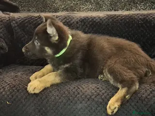 German Shepherd dogs Beautiful German Shepherd Puppies - Advert 2